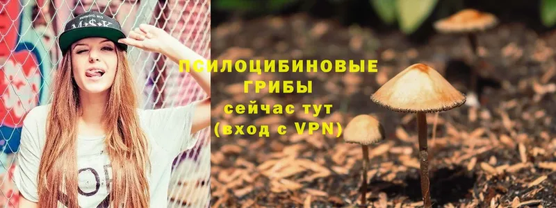 MEGA   Поворино  Галлюциногенные грибы Psilocybe 